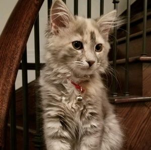 Meet your Posher, Abeeha